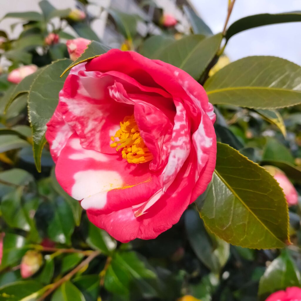 椿の花の写真